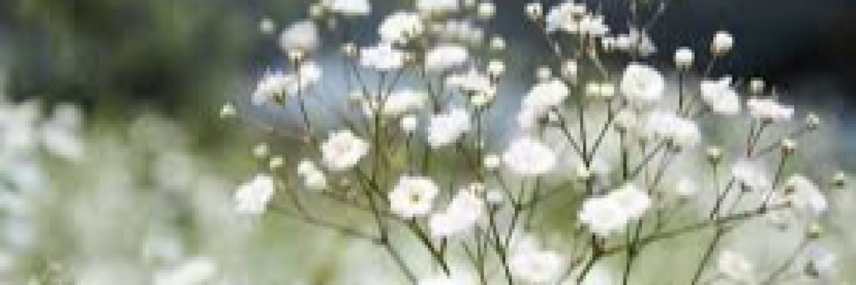 گل های سفید
